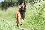 MALINOIS 781